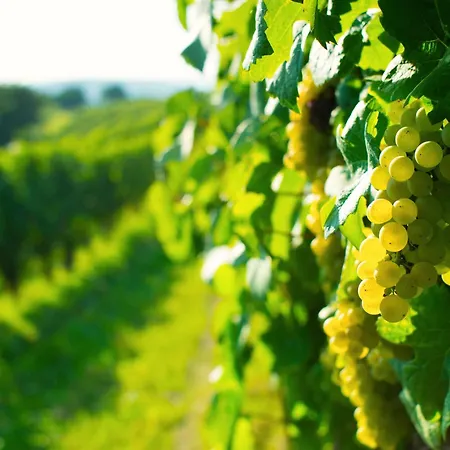 Klimaanlage Und Weitsicht Zum Feldberg - Weinlese * Bad Bellingen