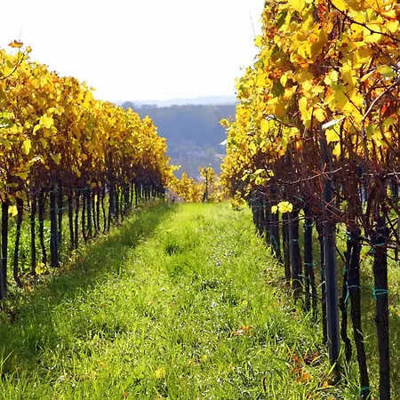 Klimaanlage Und Weitsicht Zum Feldberg - Weinlese Apartment